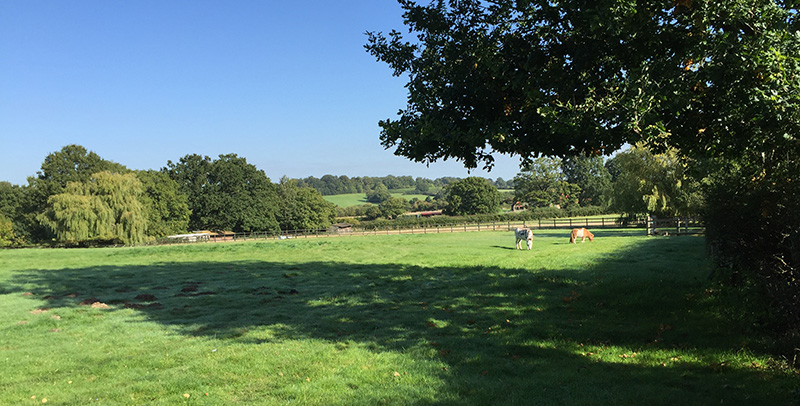 field with horses grazing